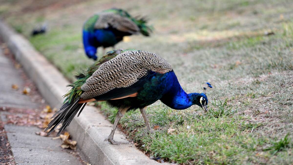 Some of the peacocks in Narrabundah. Picture: Melissa Adams