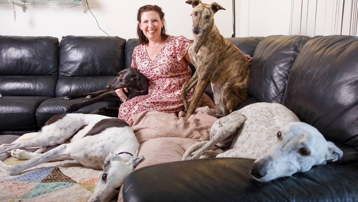 President of Greyhound Connections Martina Hughes at home with Rosie, Chloe, Pebbles and Dolly. Picture by Sitthixay Ditthavong