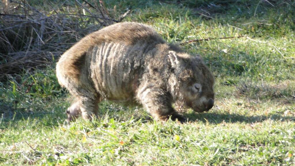 National Zoo and Aquarium and Wombat Rescue rush to save wombats from  sarcoptic mange | The Canberra Times | Canberra, ACT