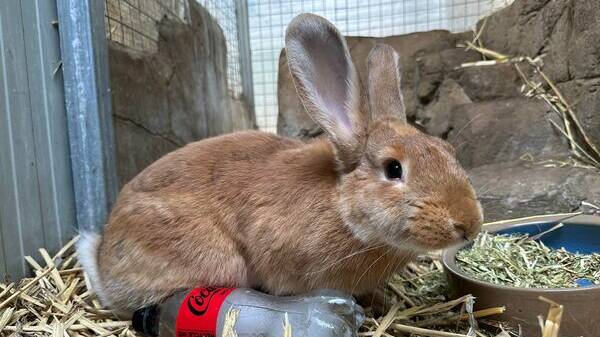 Gwendoline the rabbit. Picture by RSPCA ACT