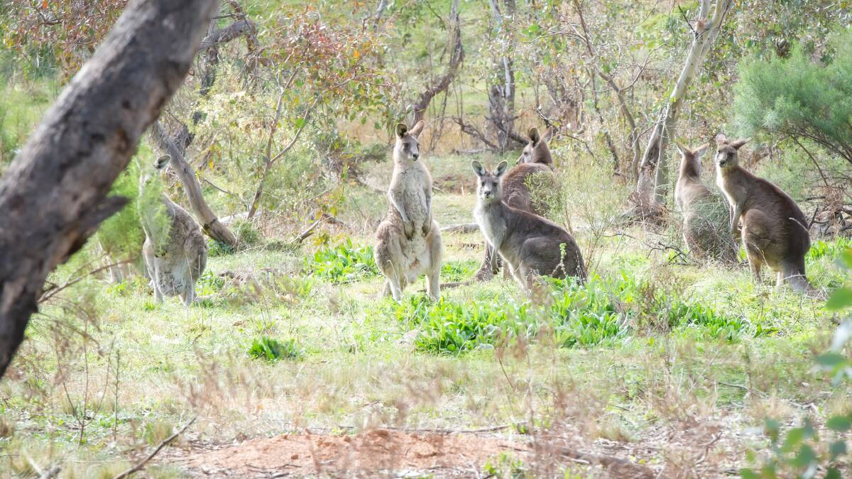Kangaroos on the Red Hill Nature Reserve. Picture: Karleen Minney