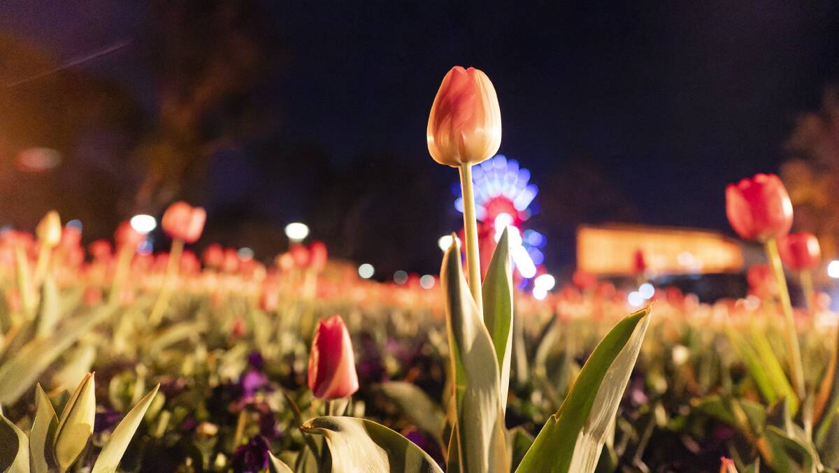 NightFest at Floriade continues to be one of Canberra's biggest tourist attractions. Picture by Keegan Carroll