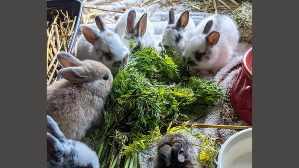 Disease to control wild rabbits infecting pets, RSPCA ACT warns