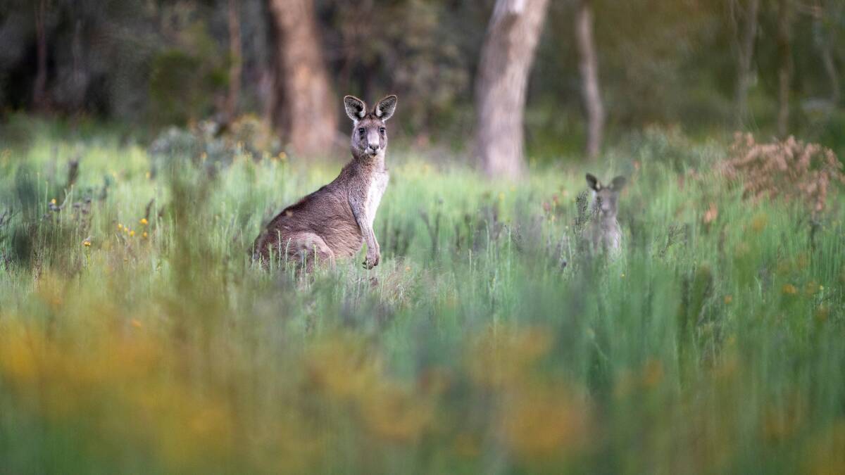 Eastern grey gangaroos at Mount Ainslie Nature Reserve in Canberra. Picture: Jamie Kidston, ANU