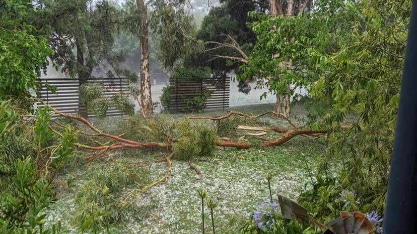 Fallen tree surrounded by hail in Higgins. Picture: Claire Tester
