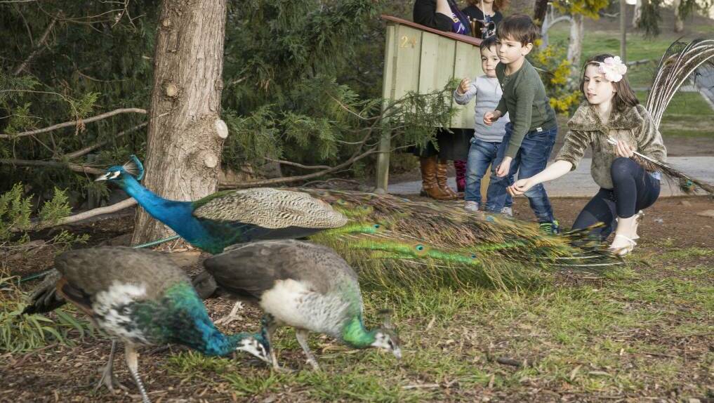 The peafowl population in Narrabundah often approach the local children. Picture: Sitthixay Ditthavong