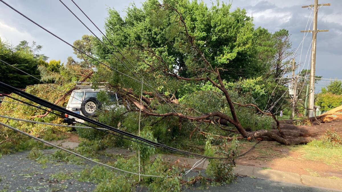 A tree fell onto a powerline in Belconnen. Picture: EvoEnergy