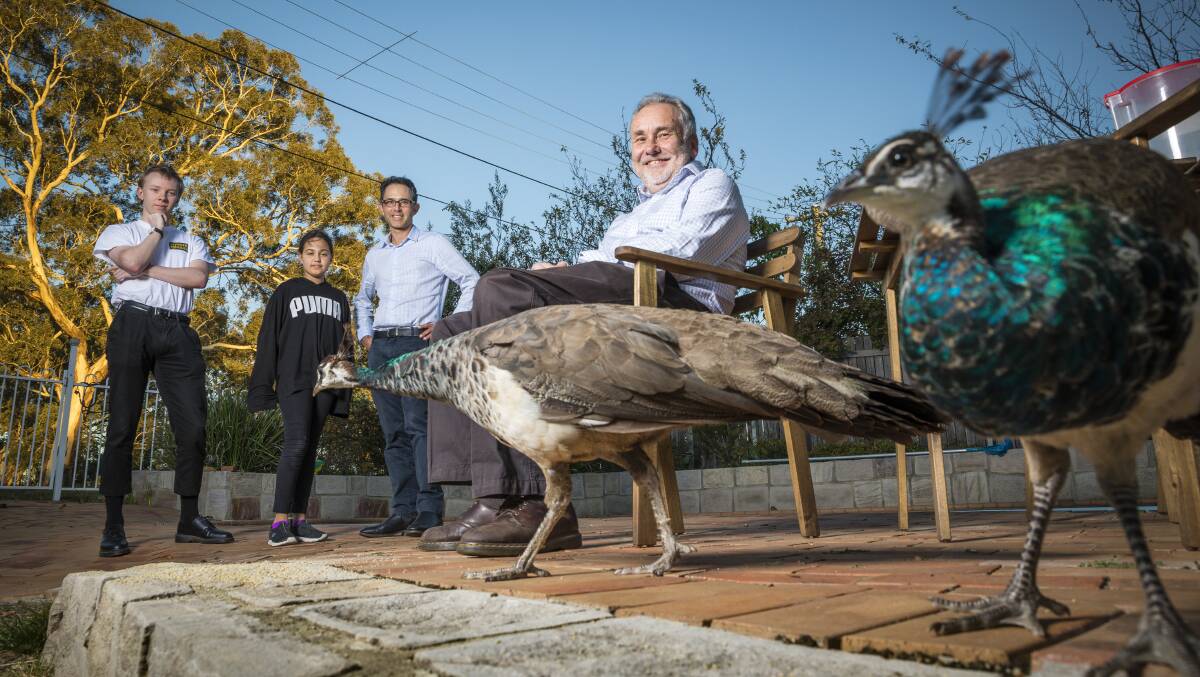 Narrabundah Peafowlers spokesperson Timothy DeWan (right) seen with some of the local Peafowls. Picture: Sitthixay Ditthavong
