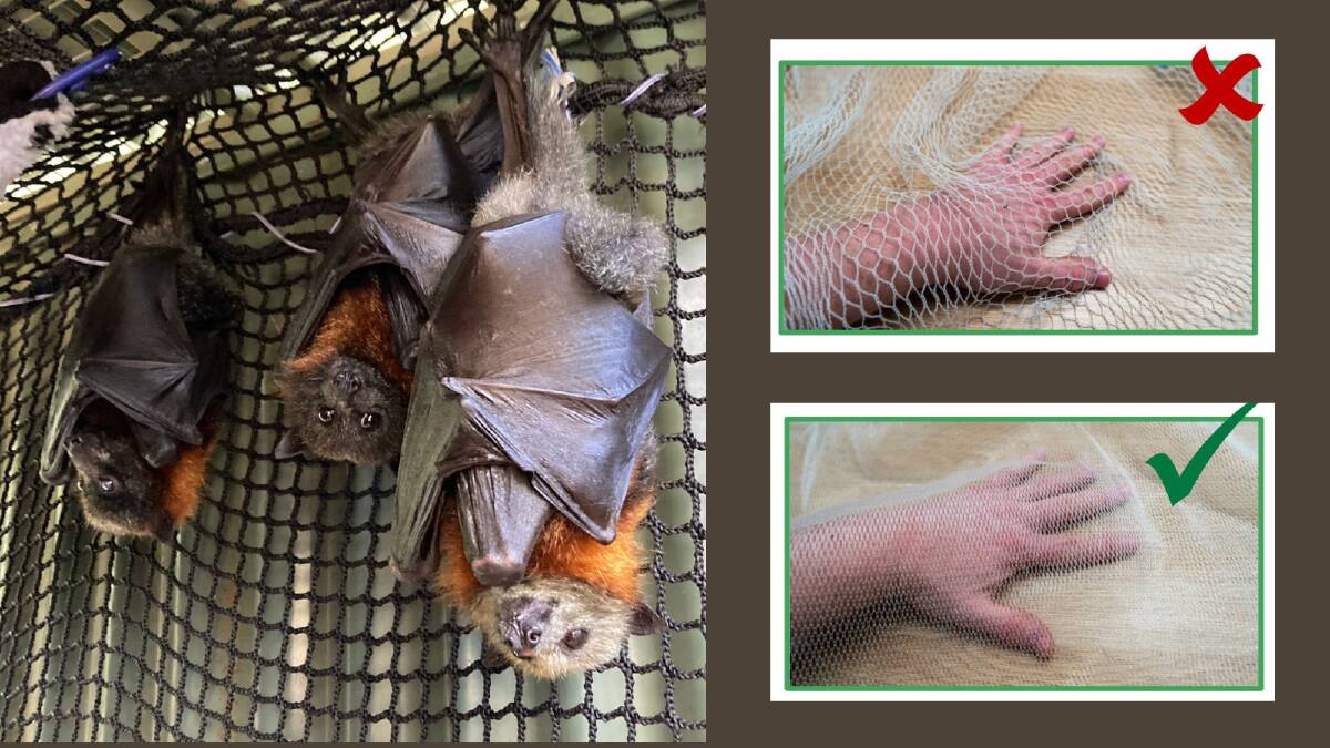 Flying-foxes Frank Alexander and Marlon were rescued by ACT Wildlife. Pictures supplied