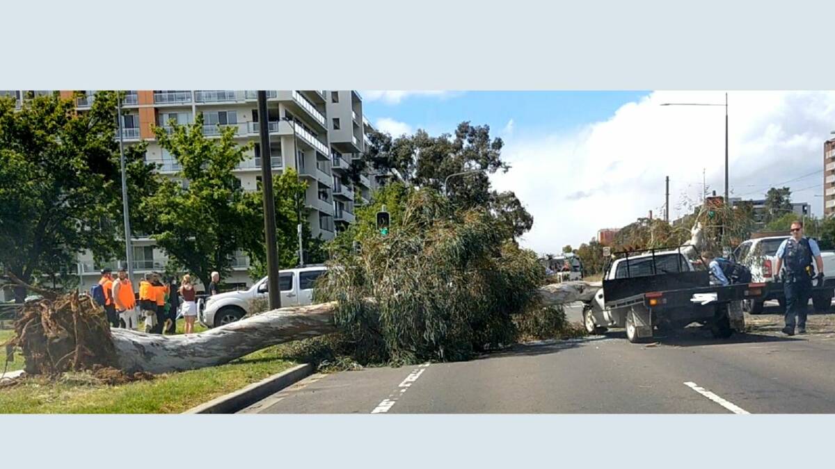 A gumtree fell on a ute on Northbourne Avenue. Picture supplied