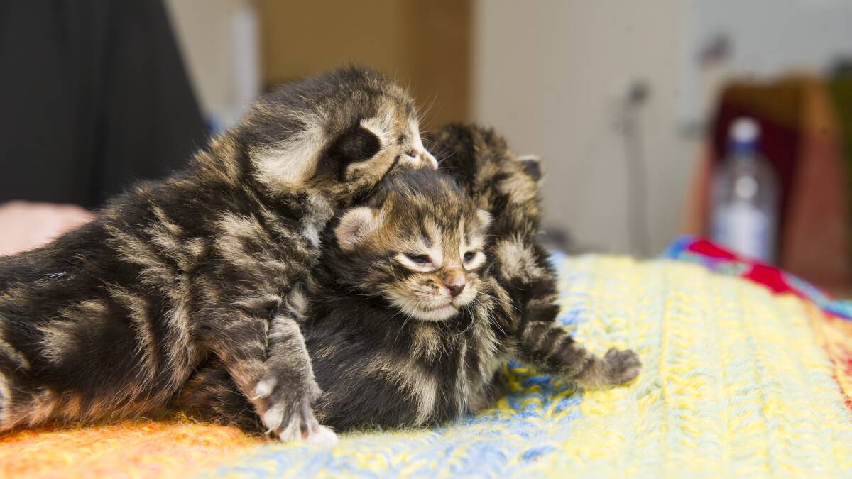 Animals like these RSPCA baby kittens were snapped up quickly during lonely COVID lockdowns. Picture: Dion Georgopoulos