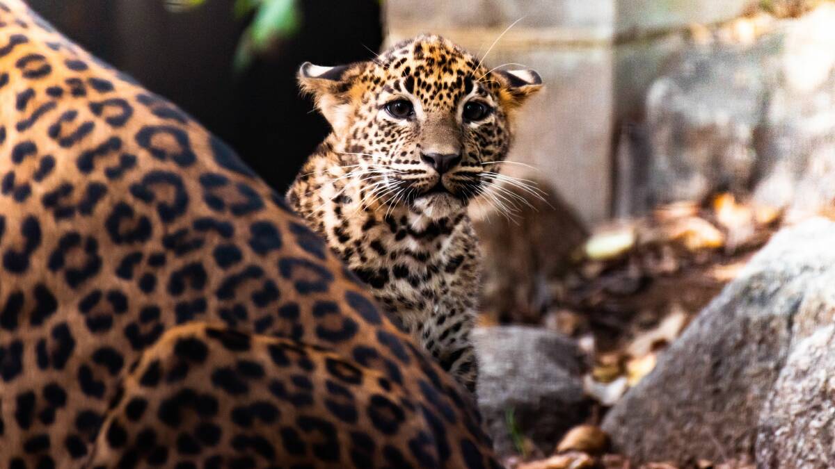 The National Zoo and Aquarium have named Sri Lankan cubs Asanka and Chatura. Picture: National Zoo and Aquarium