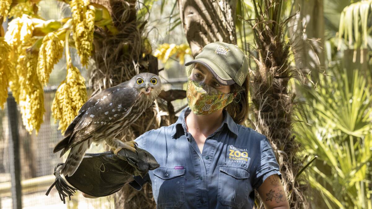 National Zoo and Aquarium staff member Kelly Rocco with the barking owl before the zoo reopens to the public. Picture: Keegan Carroll