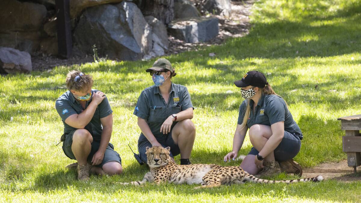 National Zoo and Aquarium in Canberra prepares to reopen following COVID  lockdown in the ACT | The Canberra Times | Canberra, ACT