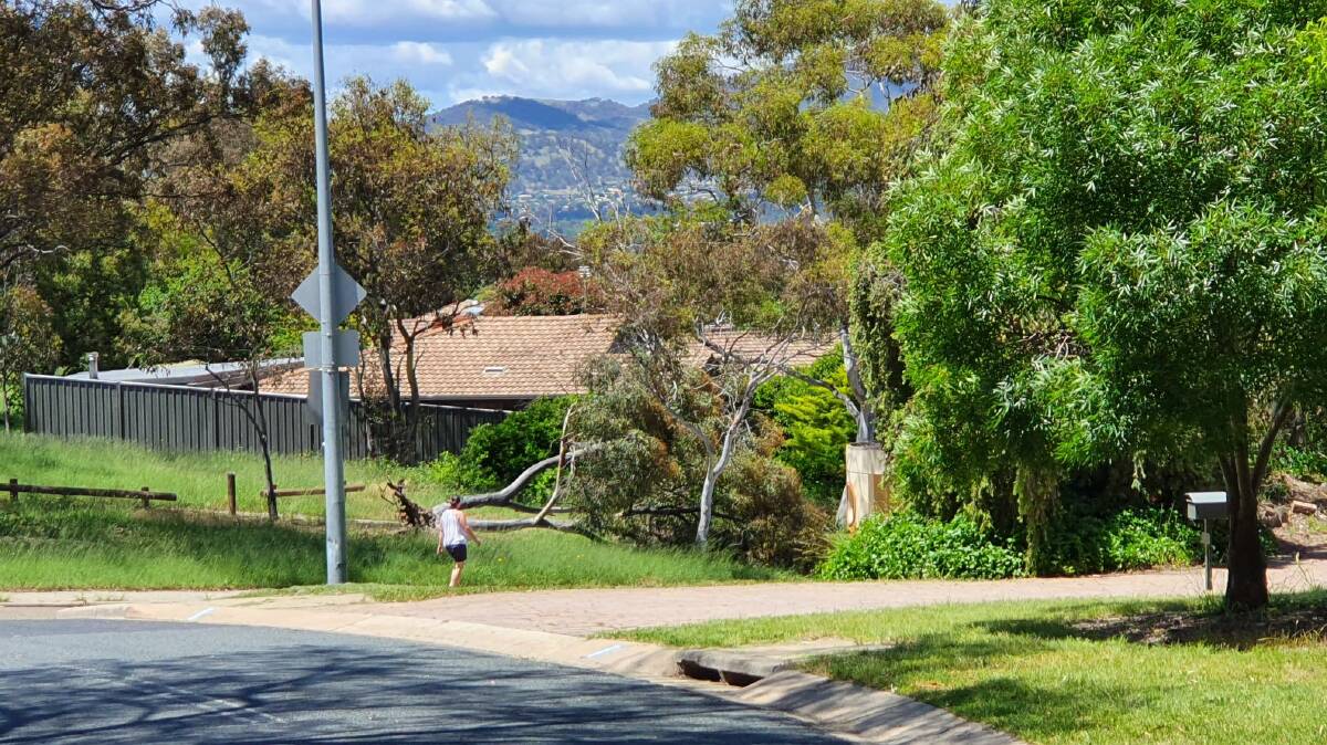 The tree fell in a residential street in Fadden on Tuesday morning. Picture: Supplied