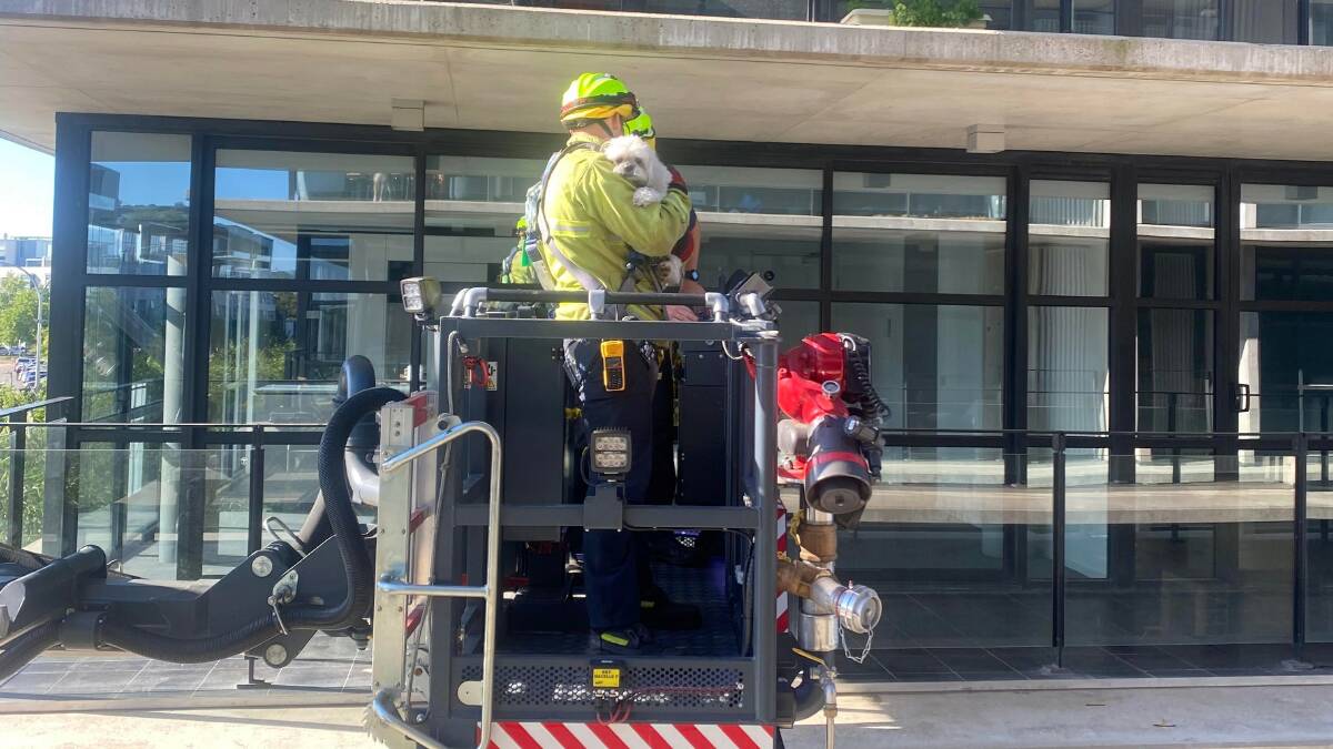 The dog was lifted to safety by ACT firefighters. Picture: Supplied