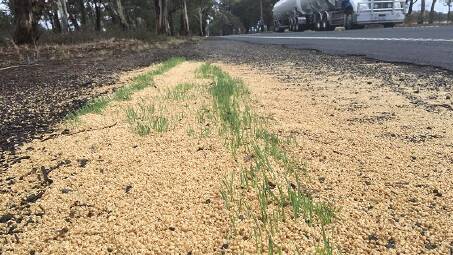 DANGEROUS: The dumping of grain on roadsides is becoming a major biosecurity hazard.
