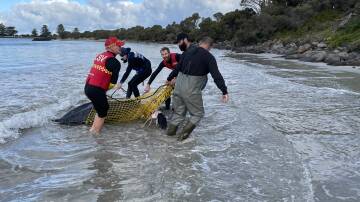 TEAMWORK: Port Fairy Surf Life Saving Club, Port Fairy Marine Rescue Service and Melbourne Zoo worked together to bring an injured turtle to shore.
