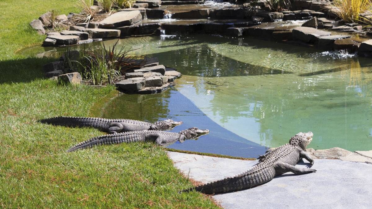 The three alligators enjoying their new enclosure. Picture by Keegan Carroll