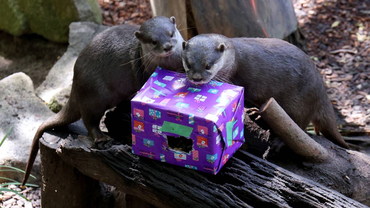 Otters recieve Christmas gifts at the National Zoo and Aquarium. Picture by James Croucher