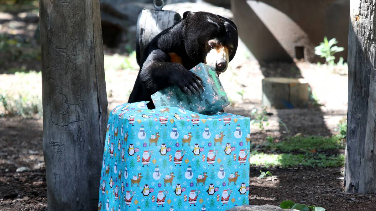 Sun bear Otay recieves Christmas gifts at the National Zoo and Aquarium. Picture by James Croucher