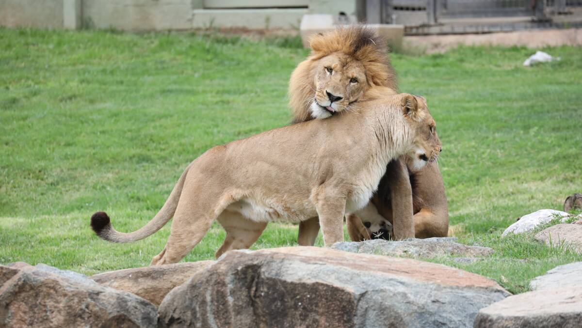 New tawny lions Mlinzi and Nairibi are welcomed at the National Zoo and Aquarium. Picture by James Croucher 