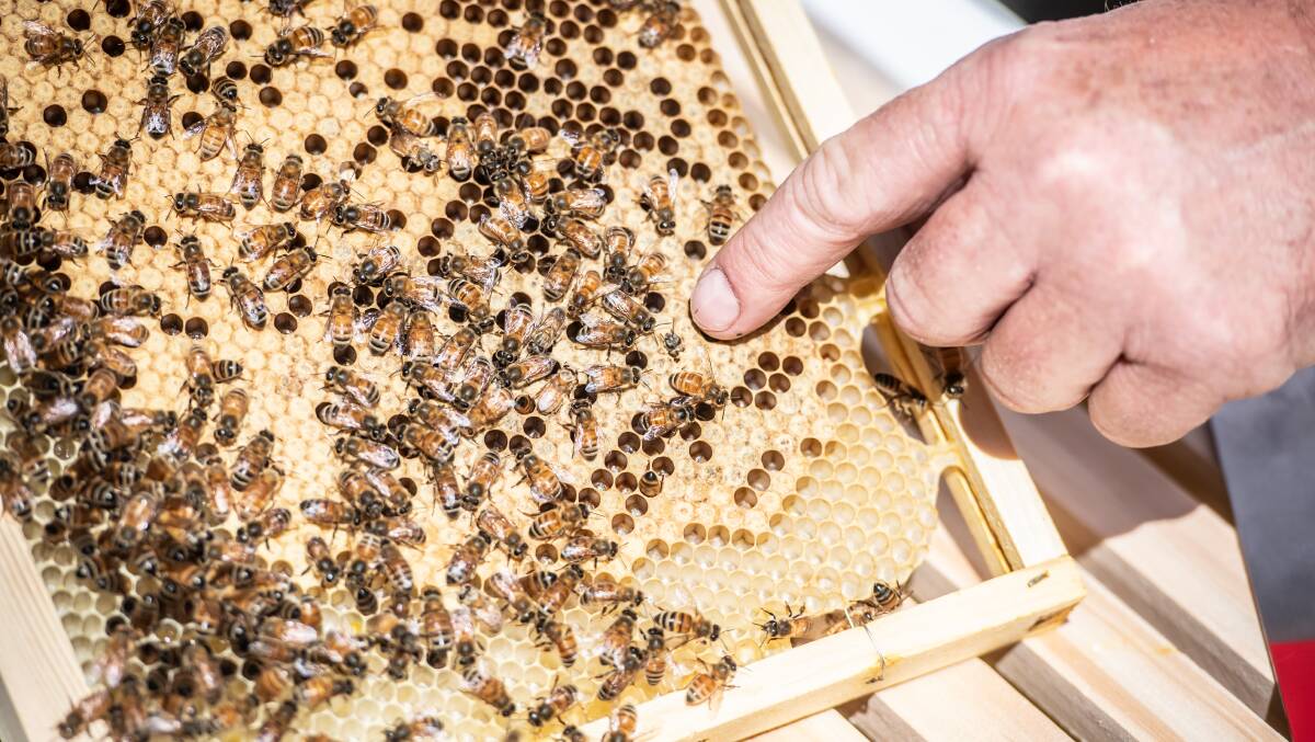 The ACT has put in place bans on bee imports from New South Wales. Picture: Karleen Minney