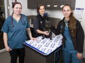 Vet nurses Jade Bryant (left) and Kat Hrstic (right) with Dr Sarah Dobry with patient Zoe. Picture: Keegan Carroll