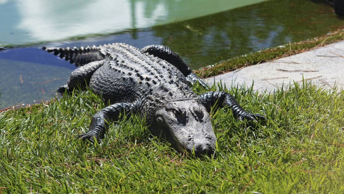 An alligator sun bathing in its new enclosure. Picture by Keegan Carroll