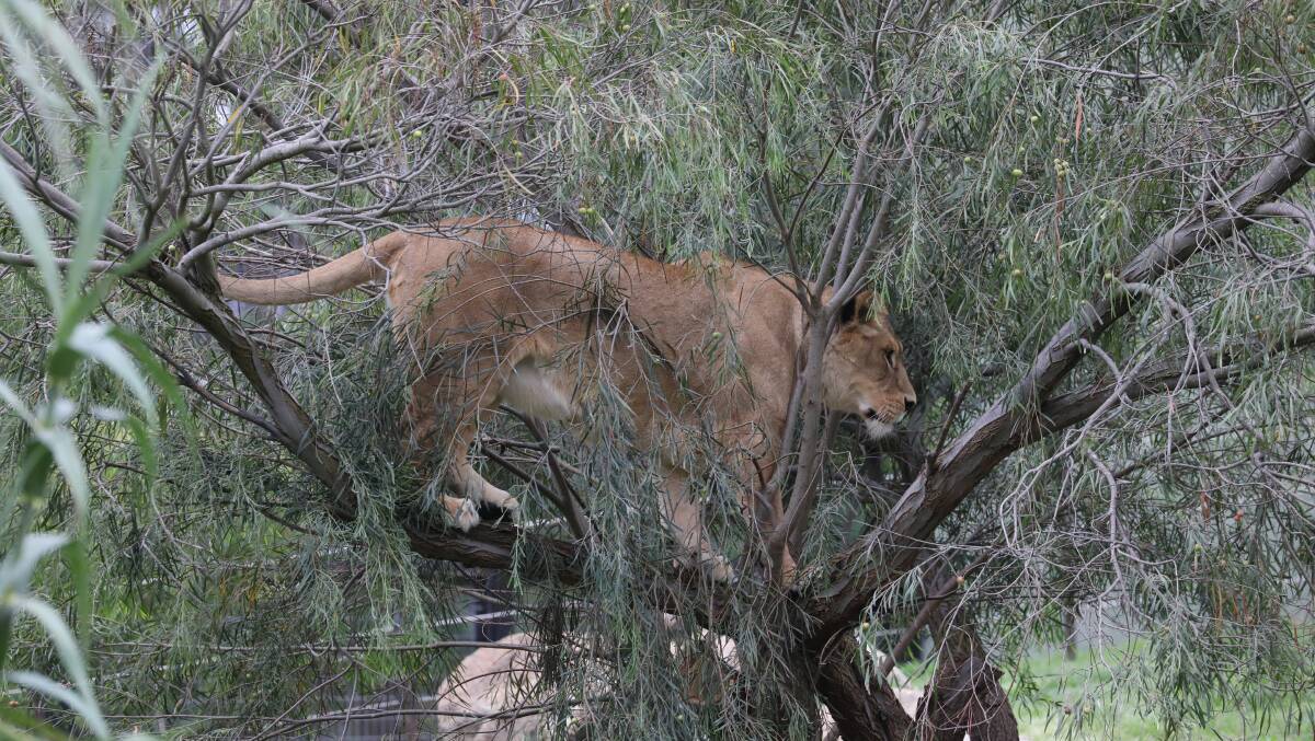 Lioness Nairibi climbing a tree at the National Zoo and Aquirium. Picture by James Croucher