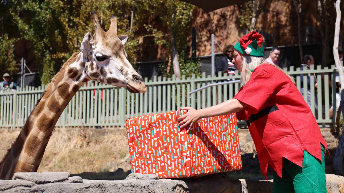 Khamisi recieves Christmas gifts at the National Zoo and Aquarium. Picture by James Croucher