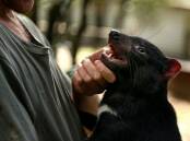 Sanctuary: Devils at Cradle animal keeper and tour guide Rory Burton holding Tasmanian Devil Cruella, who is part of the centre's breeding program aimed at rebuilding populations. Picture: Rodney Braithwaite.