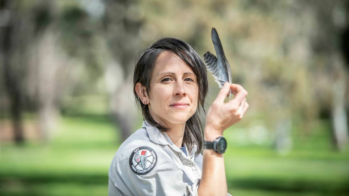 Stacey Taylor, senior conservation planner with ACT government and researcher is working with the ANU in a joint project trying to get people to mail her gang-gang cockatoo feathers for DNA research. Picture by Karleen Minney