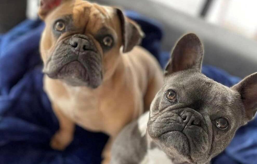 Prince, left, and Priscilla, right, the two stolen French bulldogs. Picture: Facebook