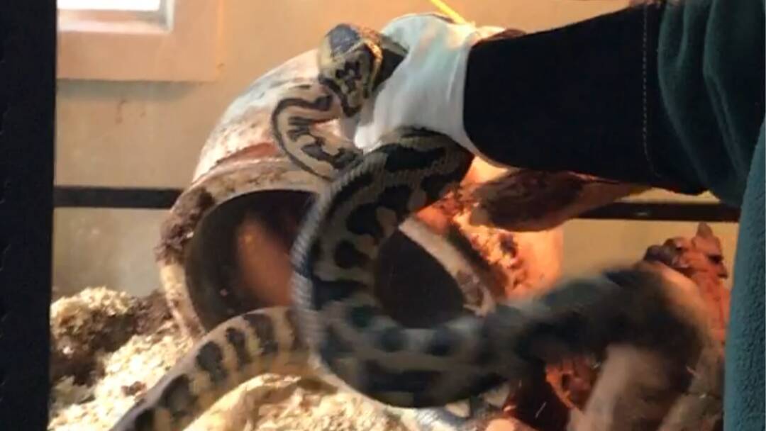 The three-metre python, which was allegedly found in the home of Lucinda Anne Bates. Picture: ACT Policing.