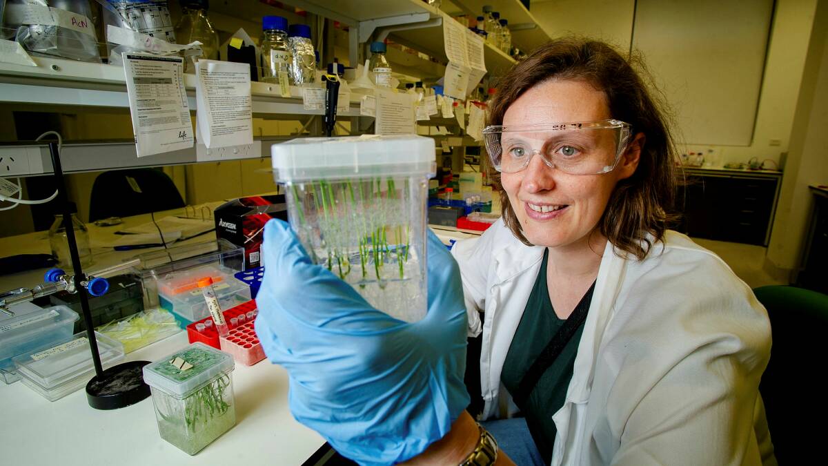 Associate Professor Caitlin Byrt, science advisor for space start-up Lunaria One, in her Lab at ANU. Picture by Elesa Kurtz