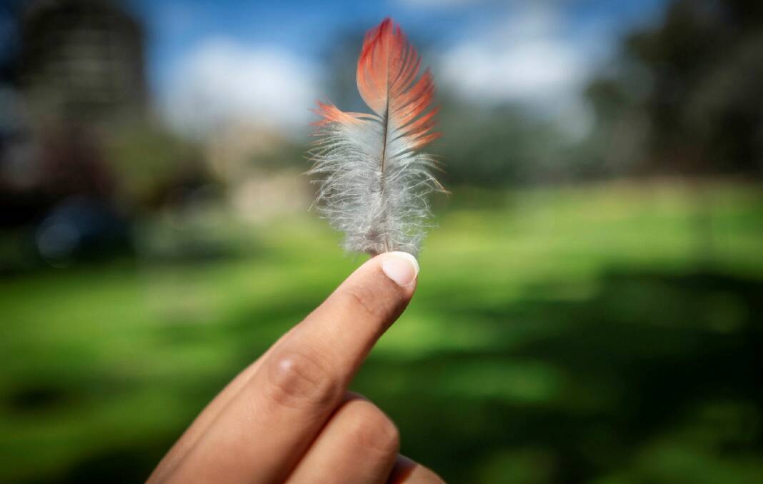 NOT a gang-gang feather. Picture by Karleen Minney
