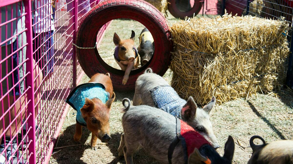 Racing pigs at the 2019 Canberra Show. Picture by Dion Georgopoulos