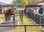 Spectators watch starters in the mounting yard at Thoroughbred Park. Picture: Sitthixay Ditthavong
