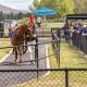 Spectators watch starters in the mounting yard at Thoroughbred Park. Picture: Sitthixay Ditthavong