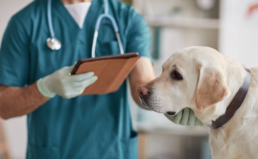 Here to help: Dr Cristy Secombe from the Australian Veterinary Association said being open to understanding the challenges faced by veterinarians and displaying kindness is a step in the right direction. Picture: Shutterstock.