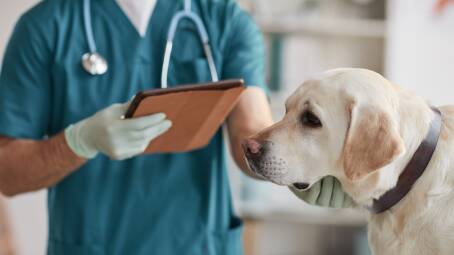 Here to help: Dr Cristy Secombe from the Australian Veterinary Association said being open to understanding the challenges faced by veterinarians and displaying kindness is a step in the right direction. Picture: Shutterstock.
