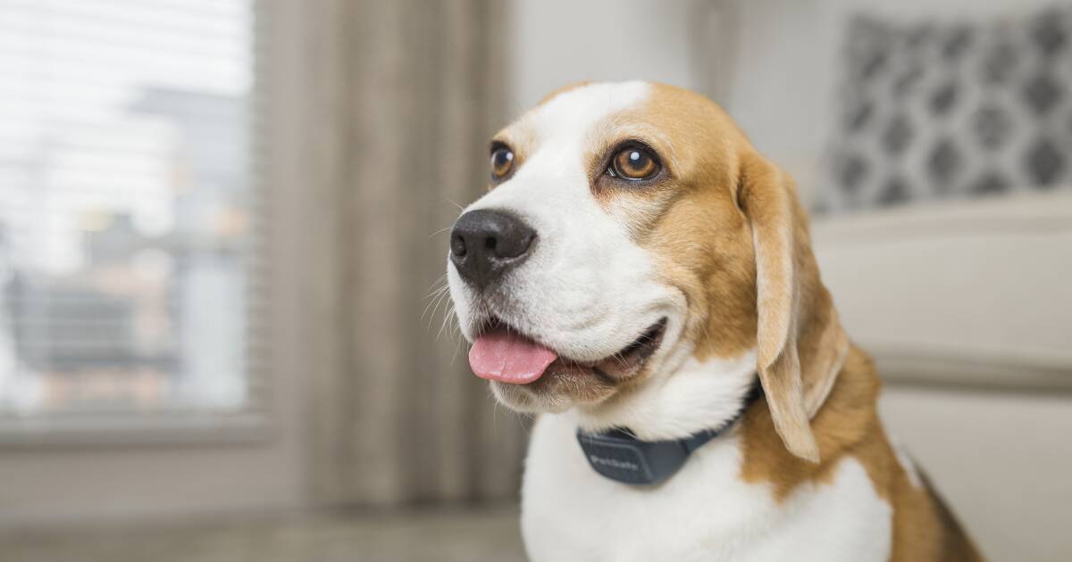 PetSafe releases Audible Bark Collar