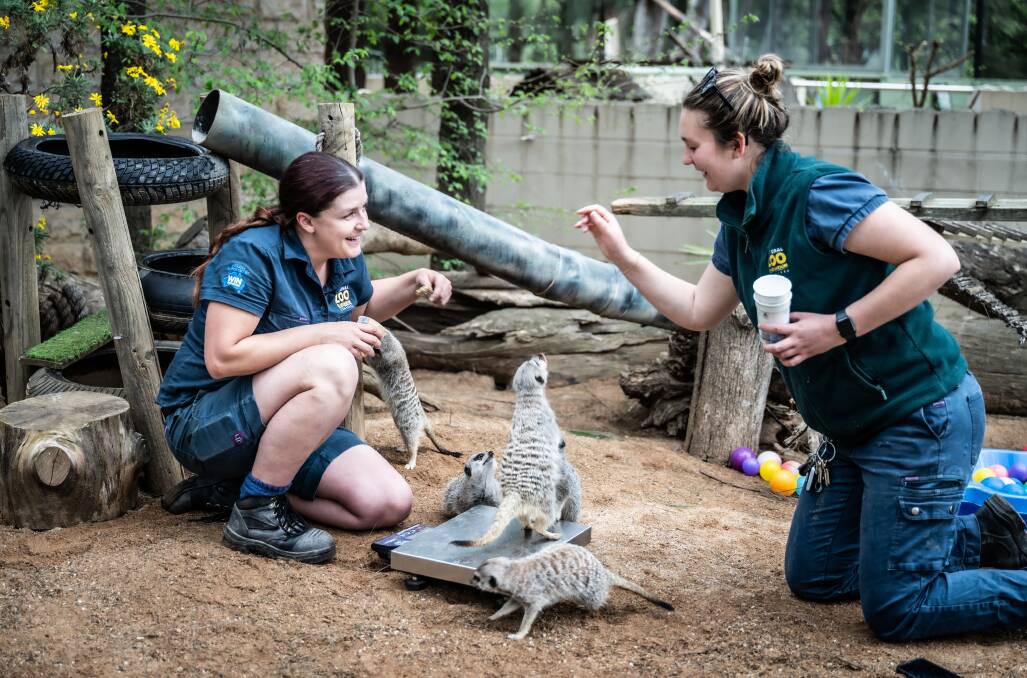 Zoo keeper Siobhan Block and Jemma Walsh weigh meerkats by luring them in with peanut butter and small mice. Picture by Karleen Minney