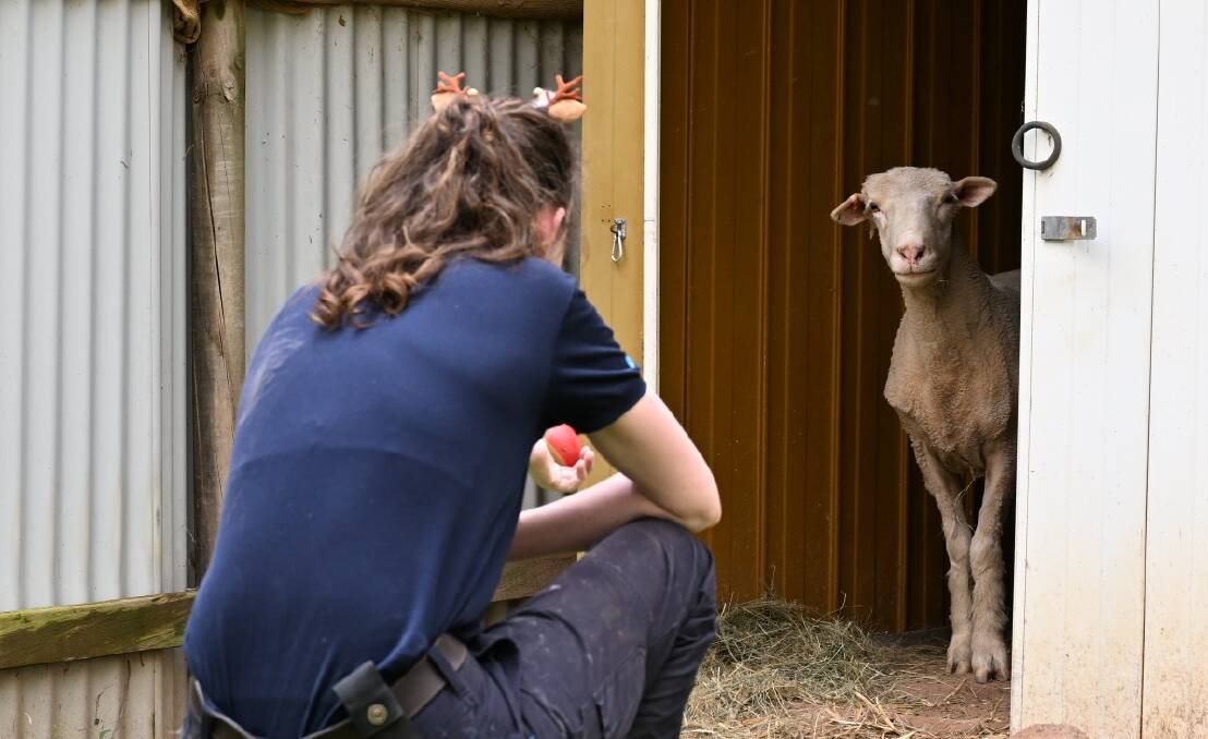 Tara Plant, animal care assistant at the RSPCA, tries to give Seamus an apple treat. Picture by Elesa Kurtz