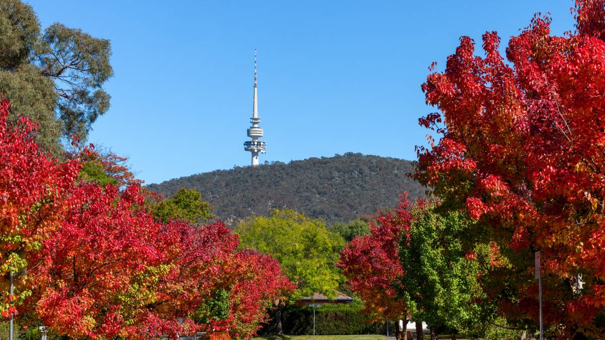 Autumn leaves on Hardman Street in Turner, with a view of Telstra tower. Picture by Sitthixay Ditthavong