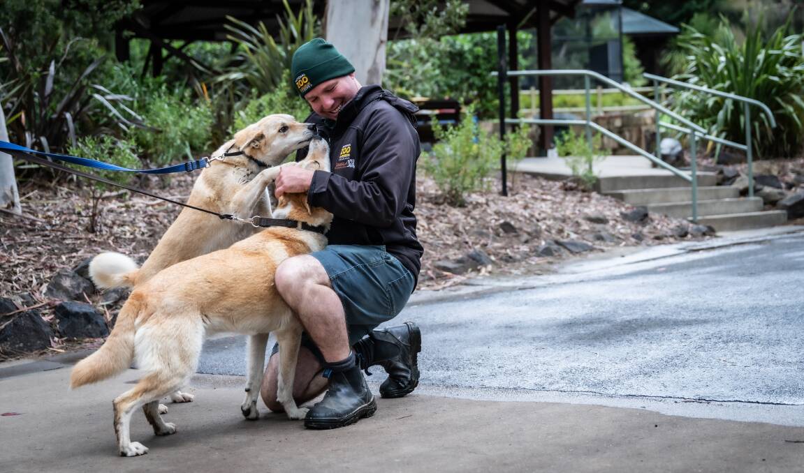 Zookeeper Brendan Sheean greets two dingoes on their walk around the National Zoo. Picture by Karleen Minney