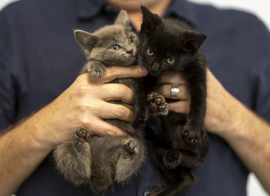 A veterinary clinic worker holds two kittens from RSPCA ACT. Picture by Gary Ramage