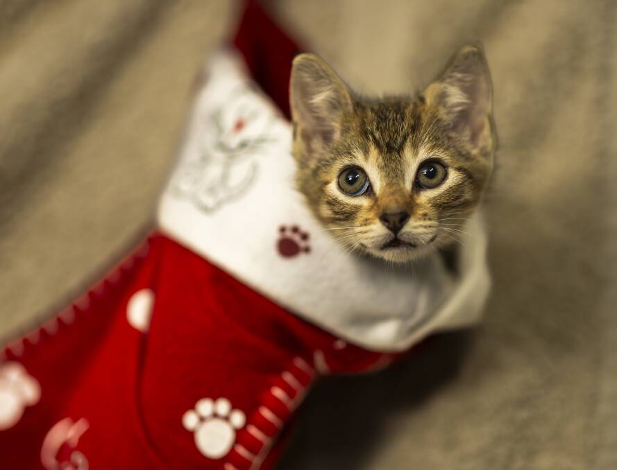 A kitten at RSPCA ACT's vet clinic peeps out of a festive stocking. Picture by Gary Ramage