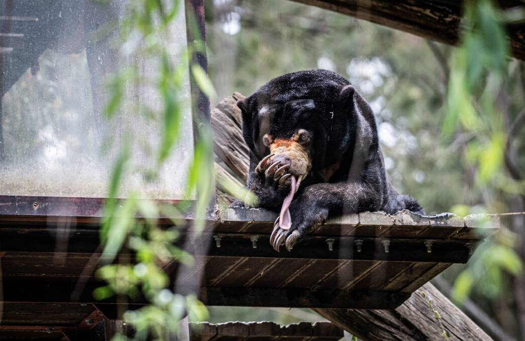 Otay the sun bear at the National Zoo and Aquarium. Picture by Karleen Minney
